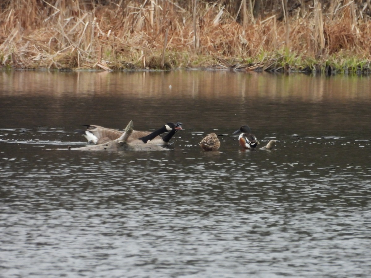 Northern Shoveler - ML633988776