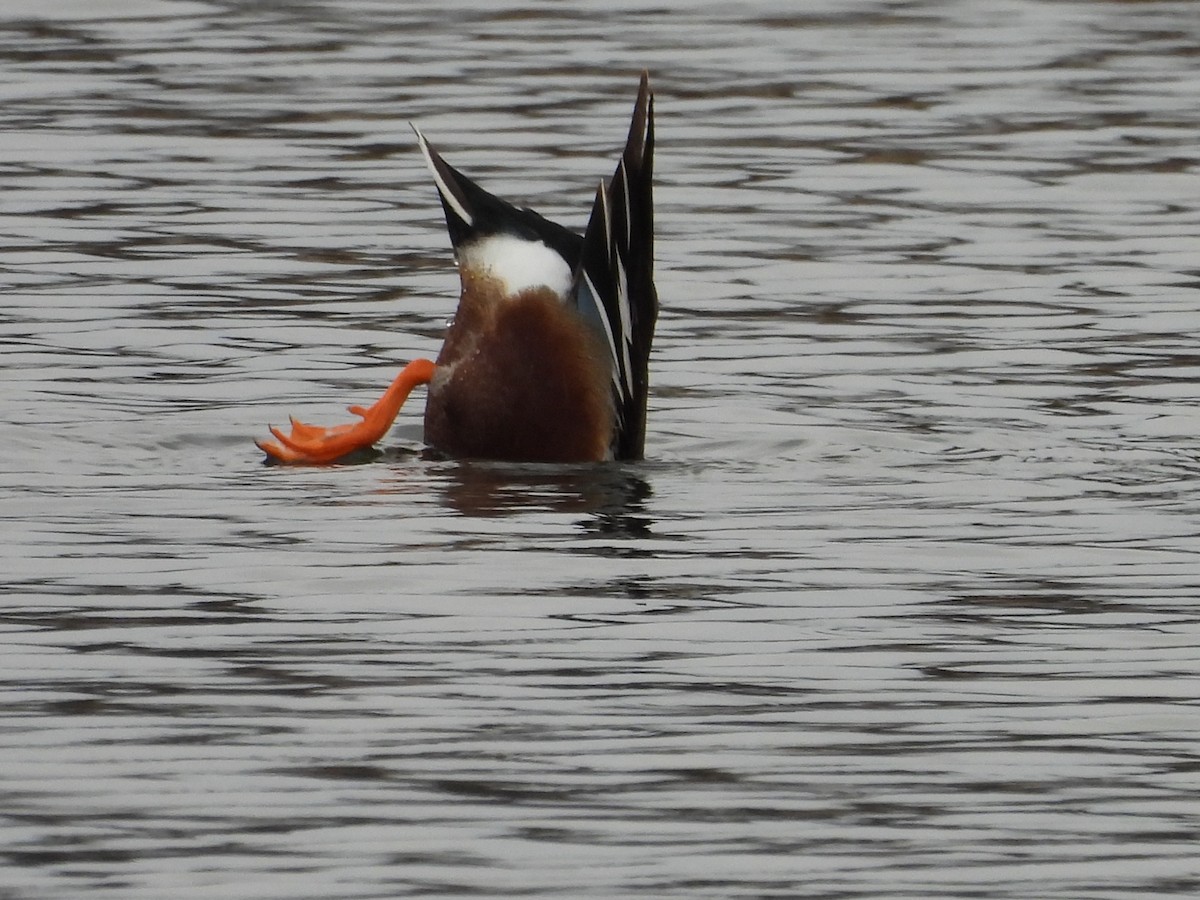 Northern Shoveler - ML633988777