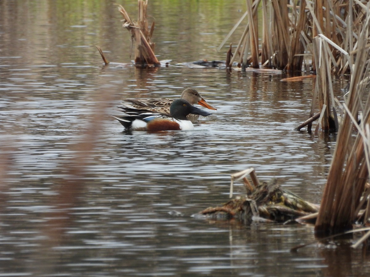 Northern Shoveler - ML633988778
