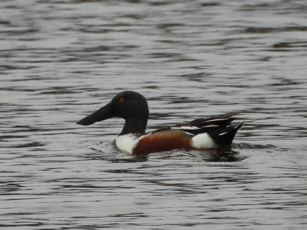 Northern Shoveler - ML633988779