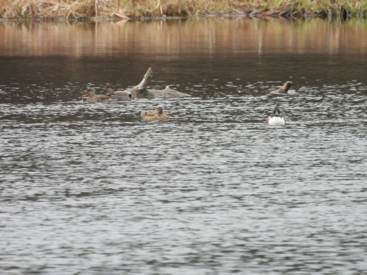 Gadwall - ML633988823