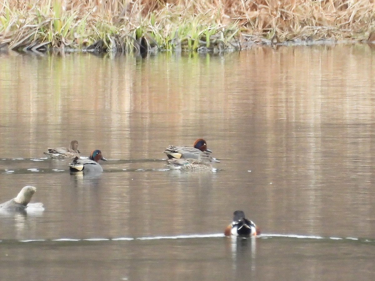 Green-winged Teal - ML633988873