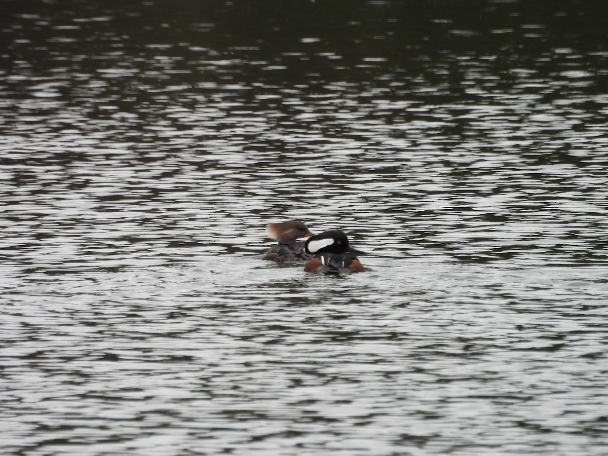 Hooded Merganser - ML633988898