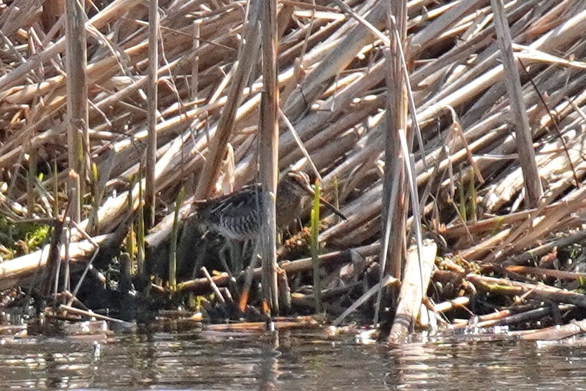 Wilson's Snipe - ML633988924