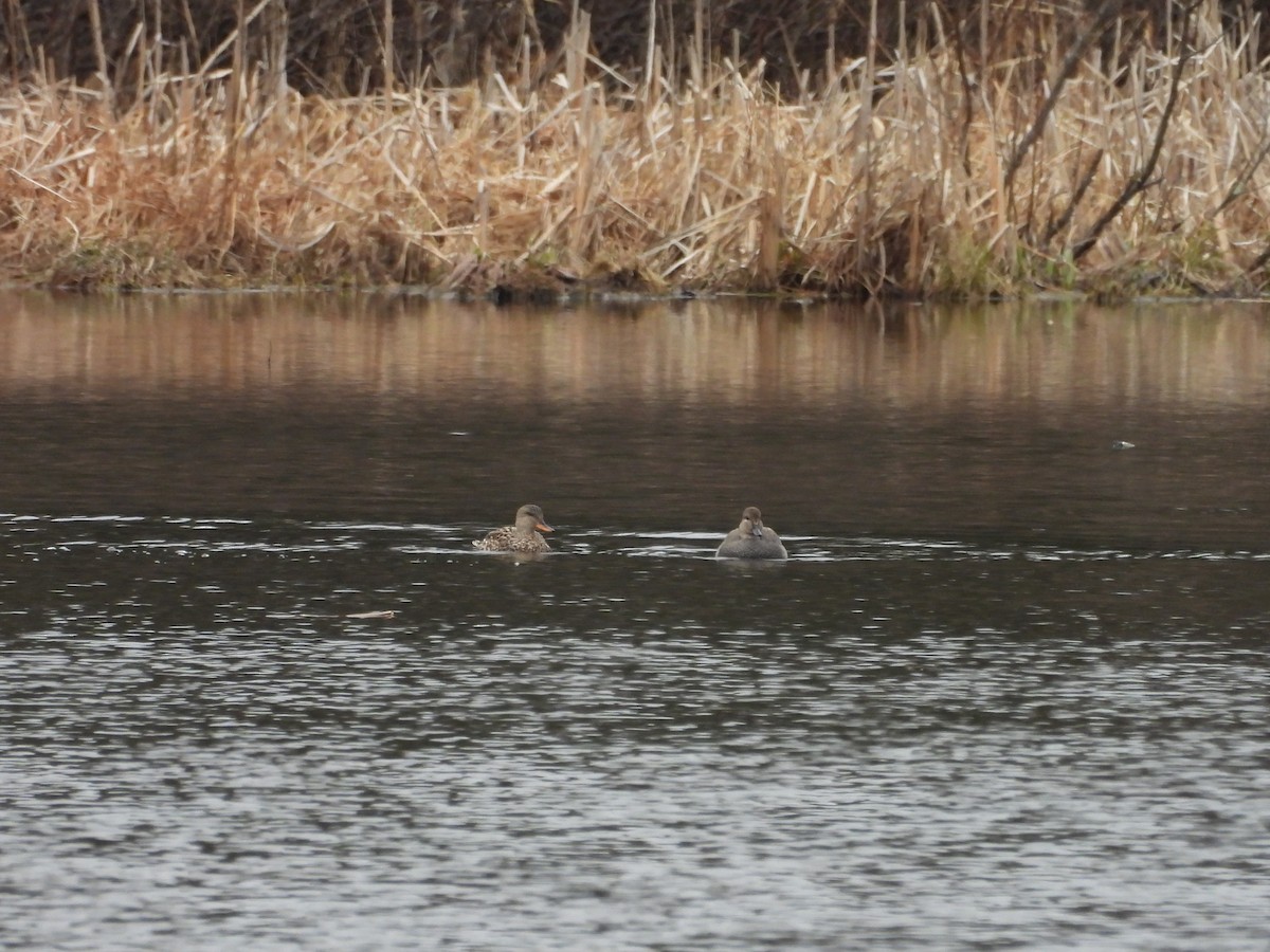 Gadwall - ML633988938