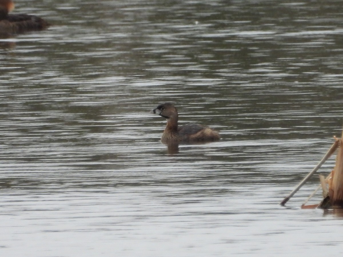 Pied-billed Grebe - ML633988959