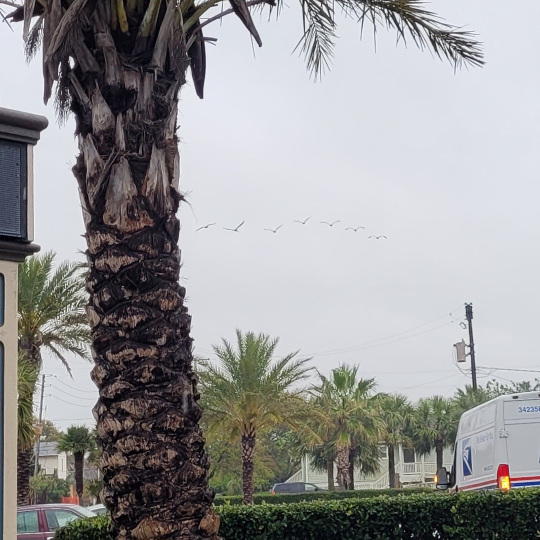 Brown Pelican (Southern) - ML633989005