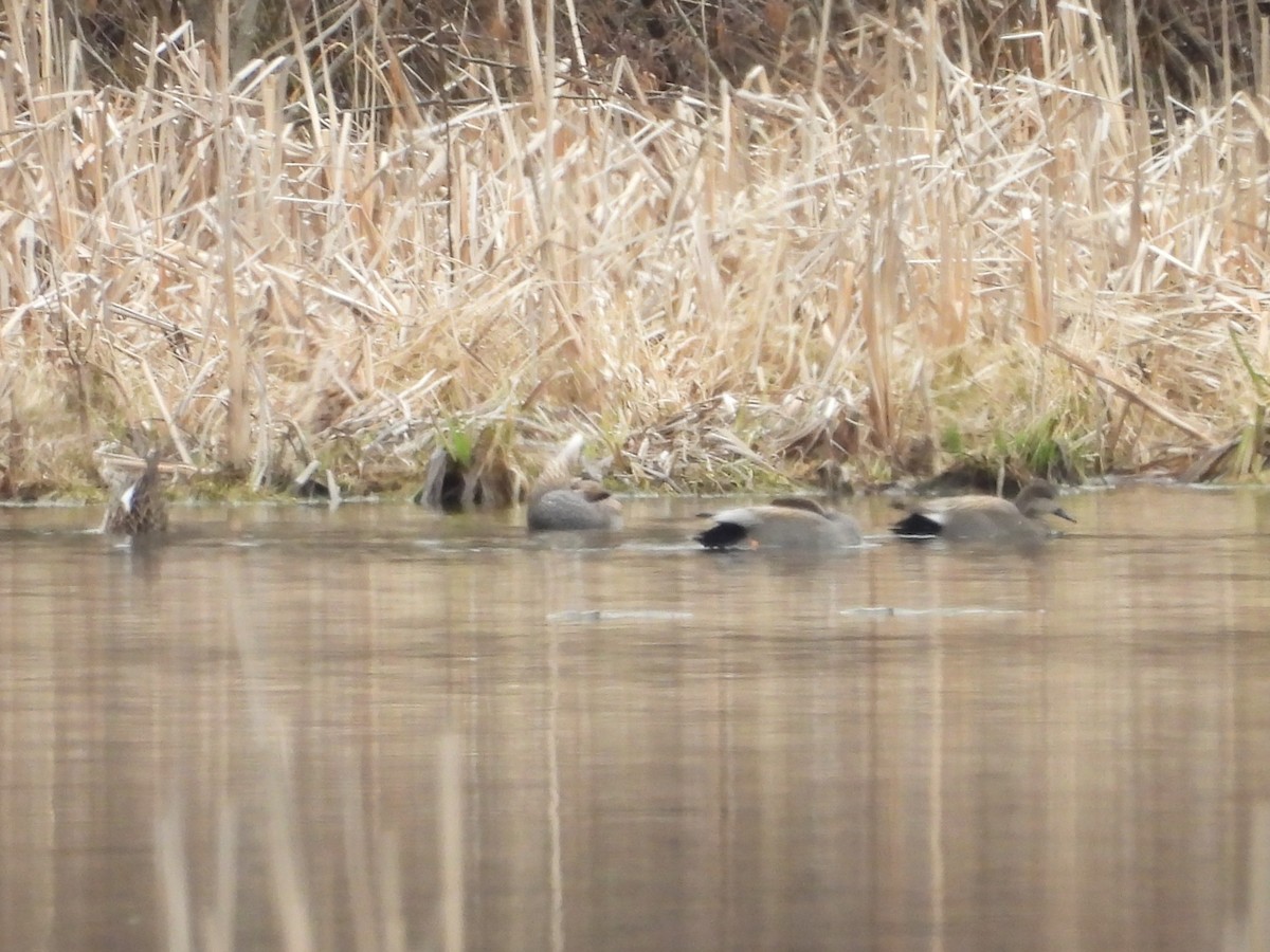 Gadwall - ML633989019