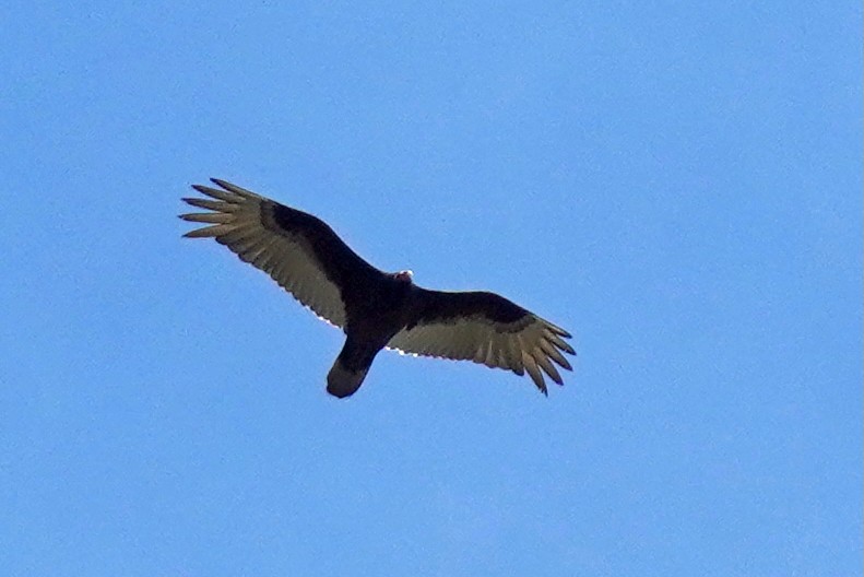 Turkey Vulture - ML633989026
