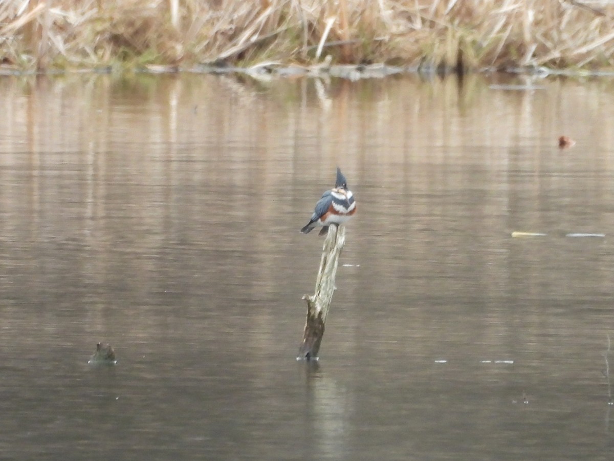 Belted Kingfisher - ML633989034