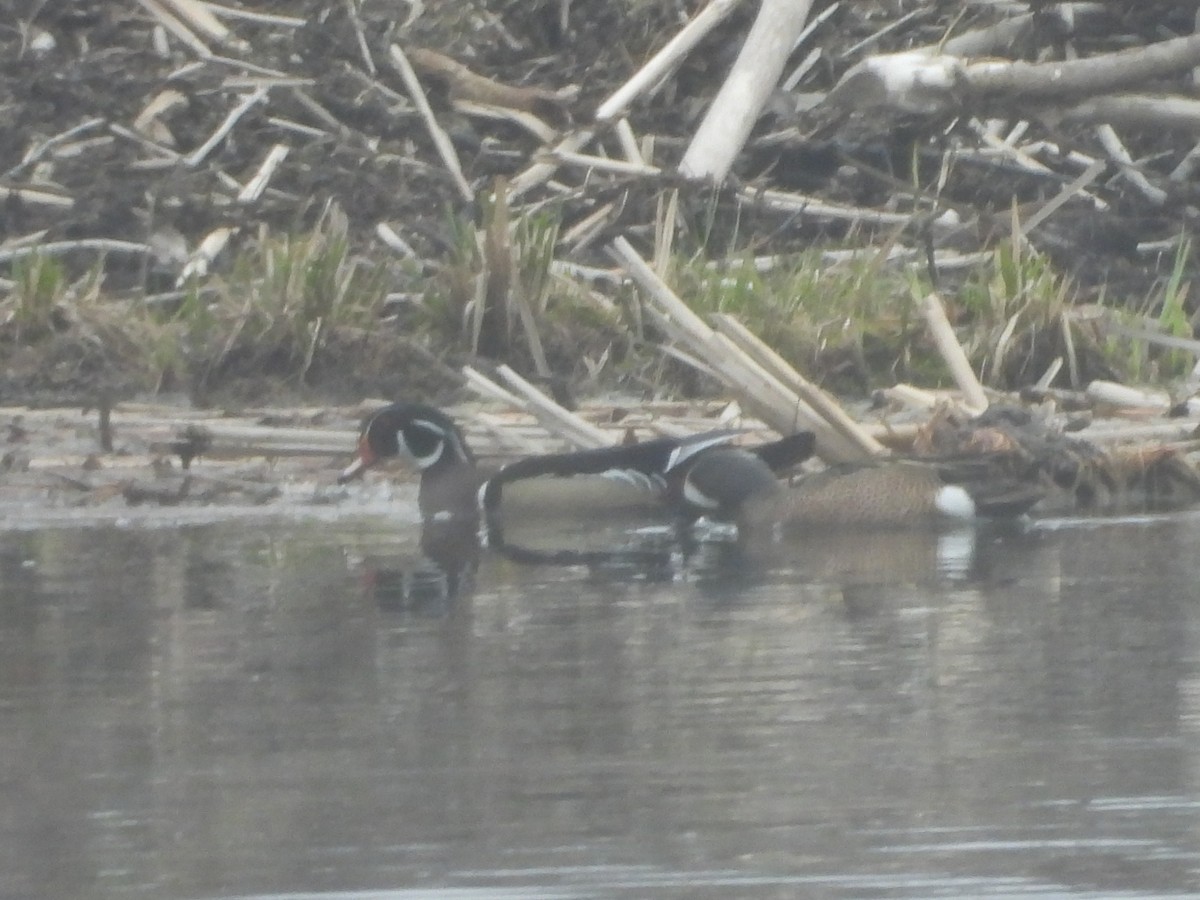 Wood Duck - ML633989066