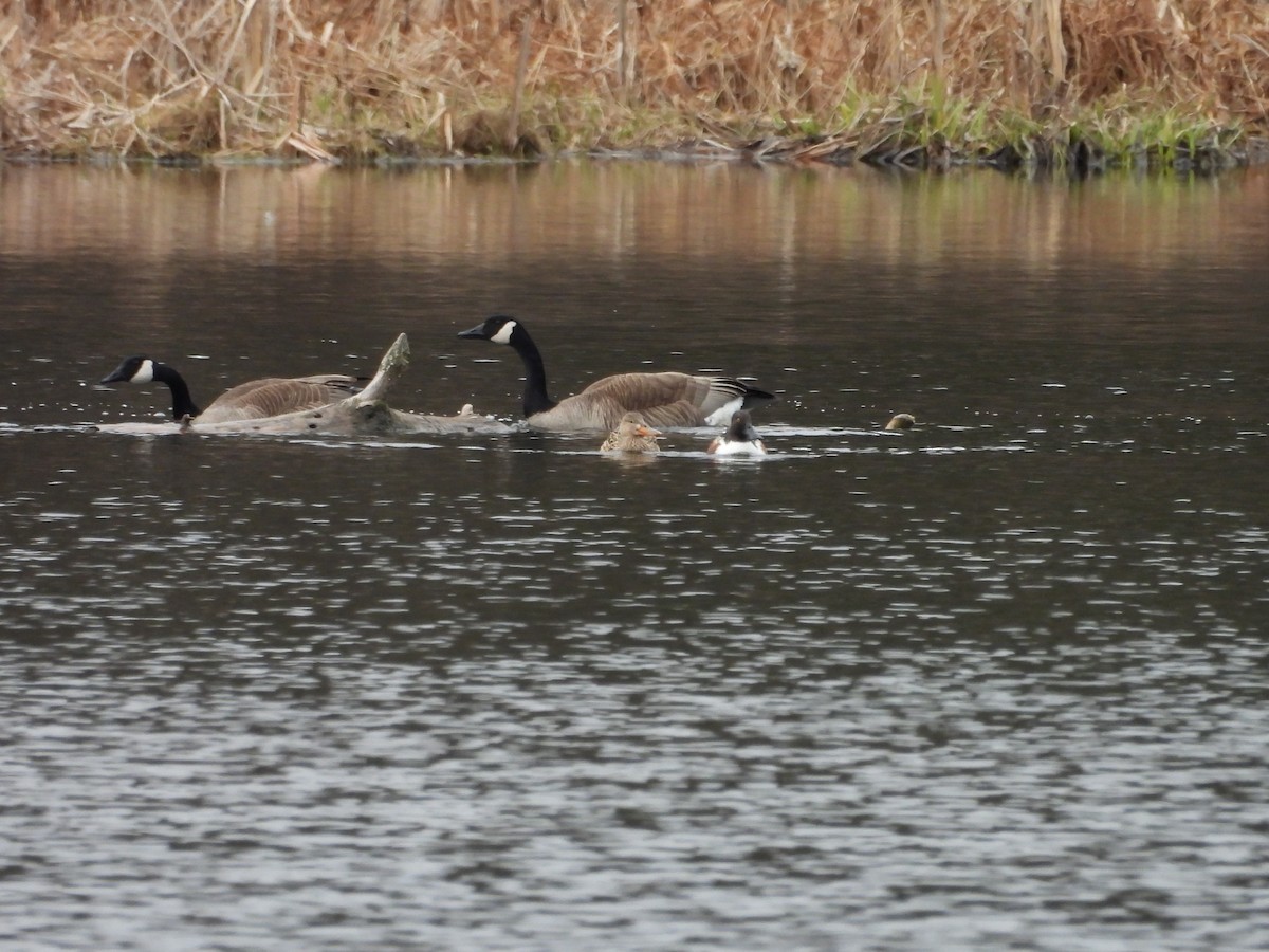 Canada Goose - ML633989097