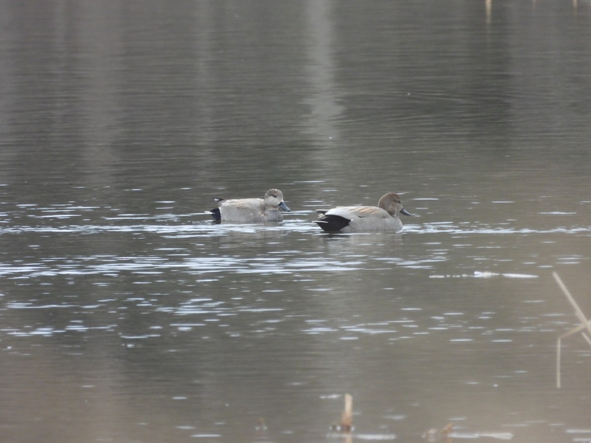 Gadwall - ML633989142
