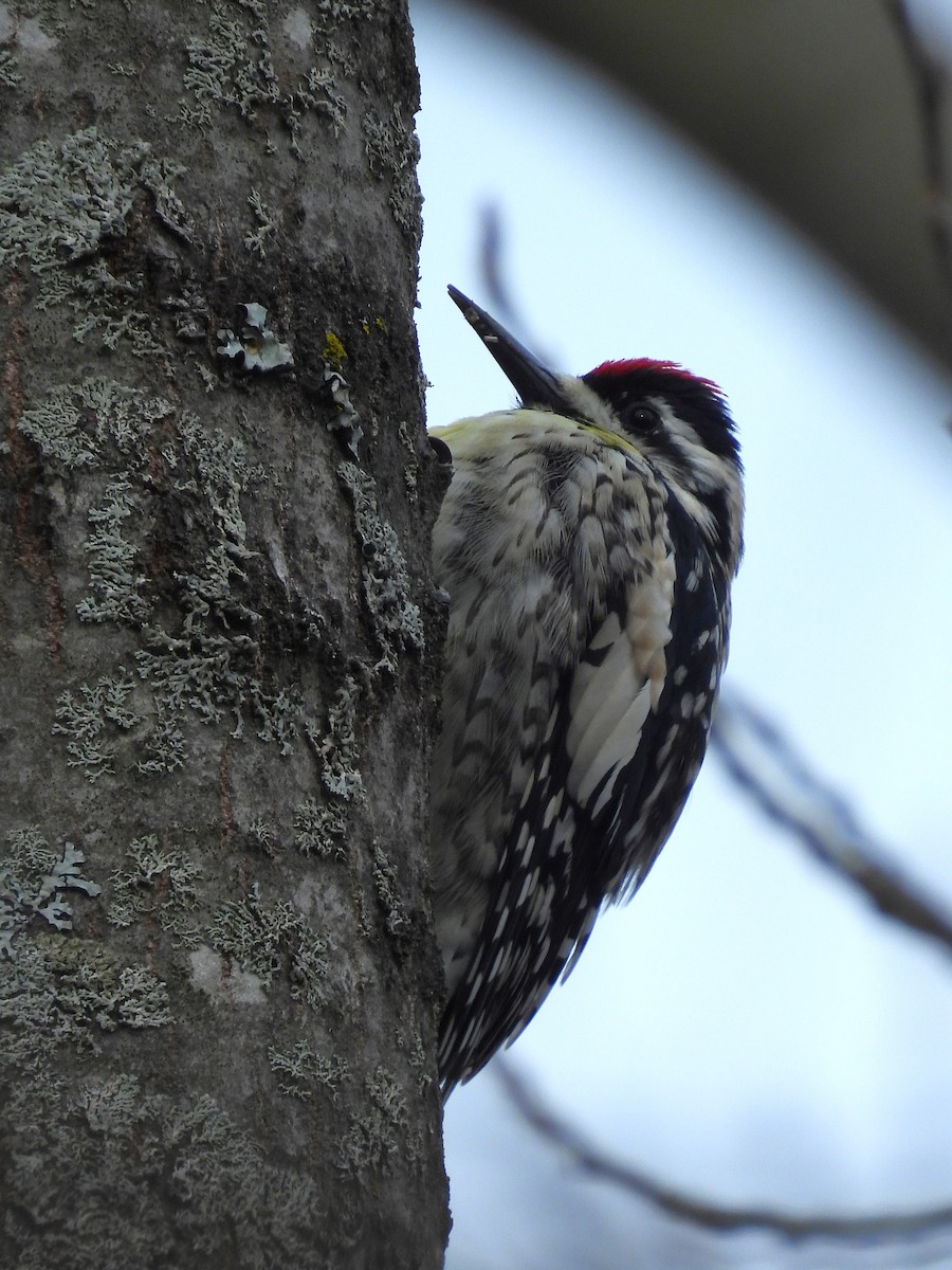 Yellow-bellied Sapsucker - ML633989268