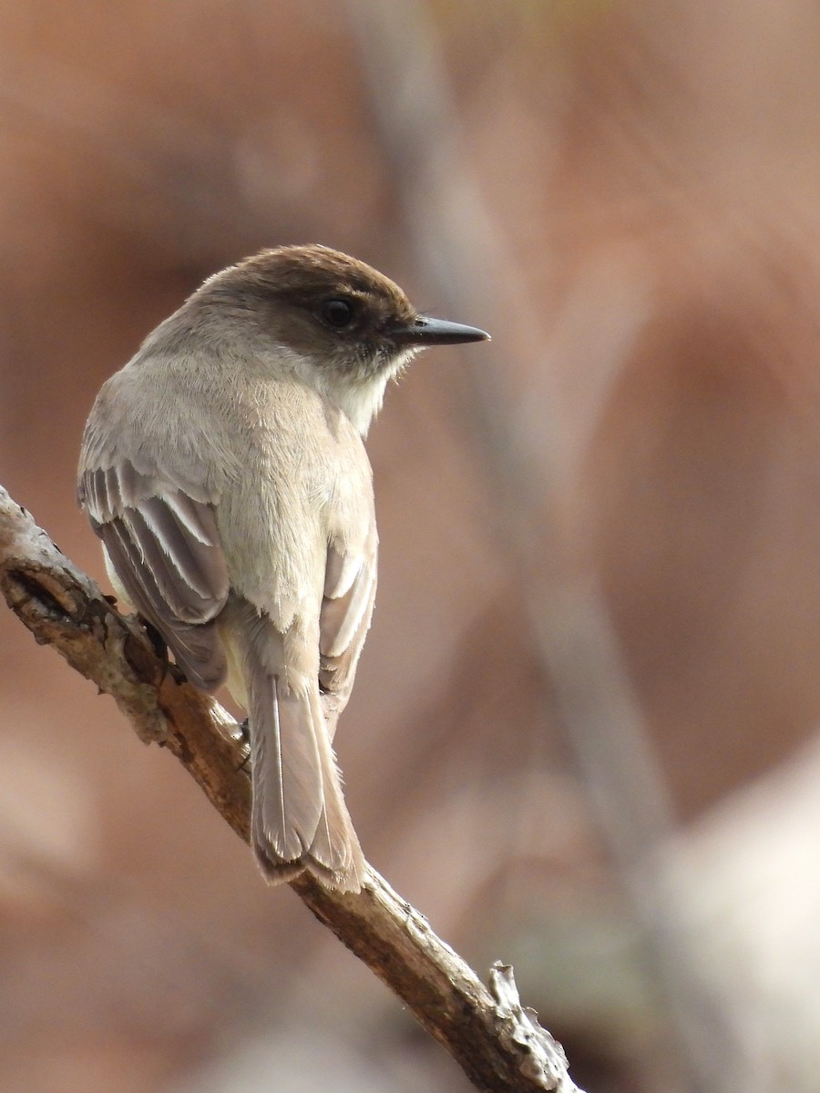 Eastern Phoebe - ML633989275