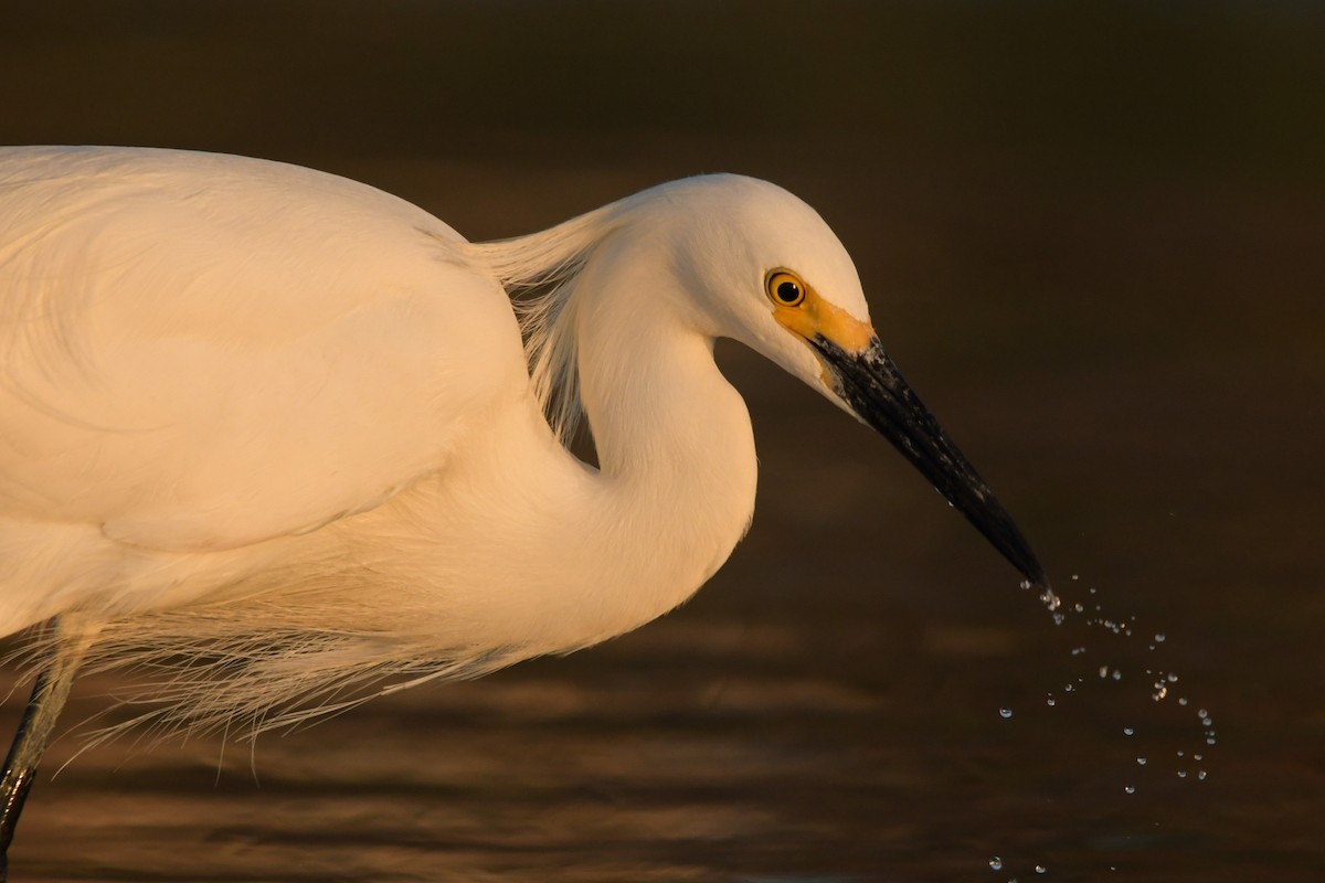 Snowy Egret - ML633989276