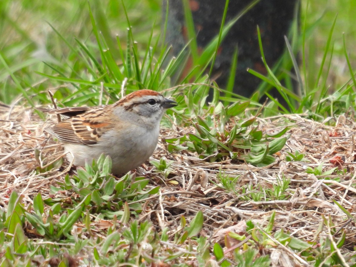 Chipping Sparrow - ML633989283