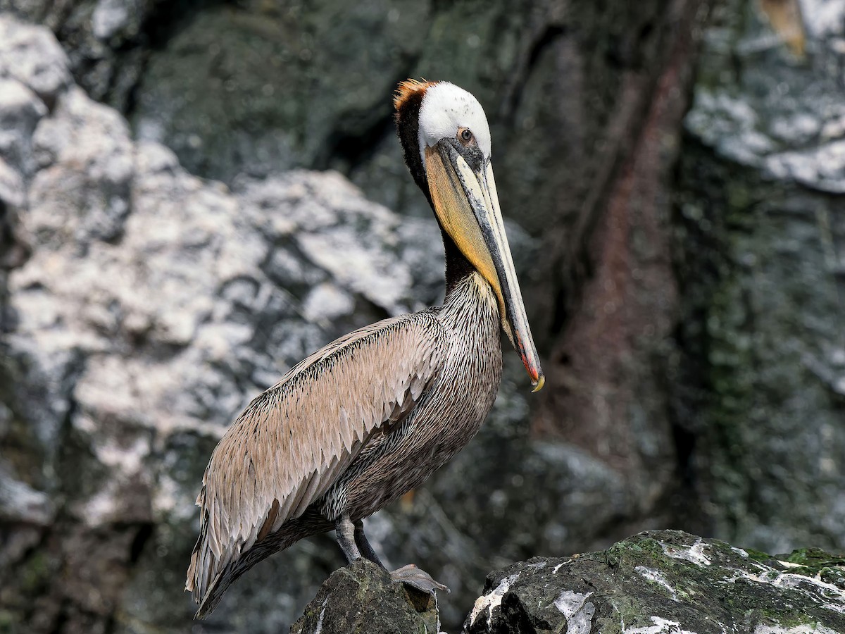 Brown Pelican - ML633989377