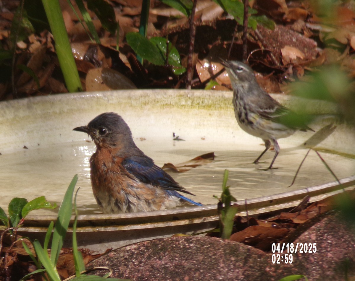 Eastern Bluebird - ML633989390