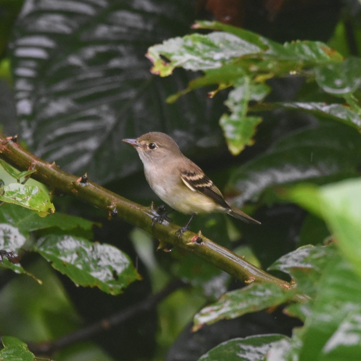 Euler's Flycatcher - ML633989401