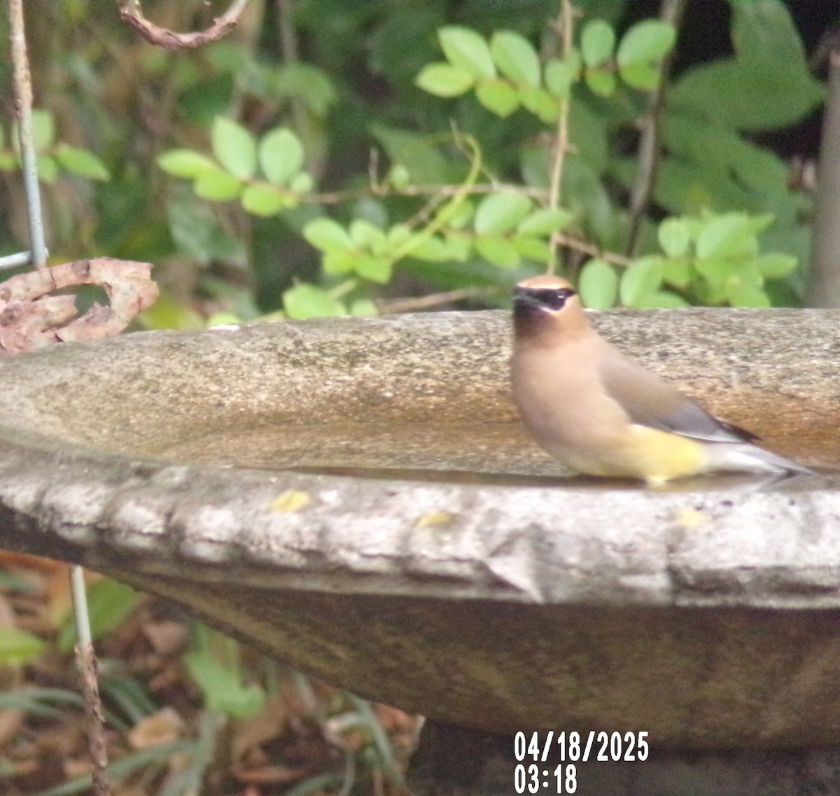 Cedar Waxwing - ML633989431