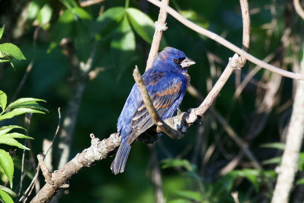 Blue Grosbeak - ML633989463