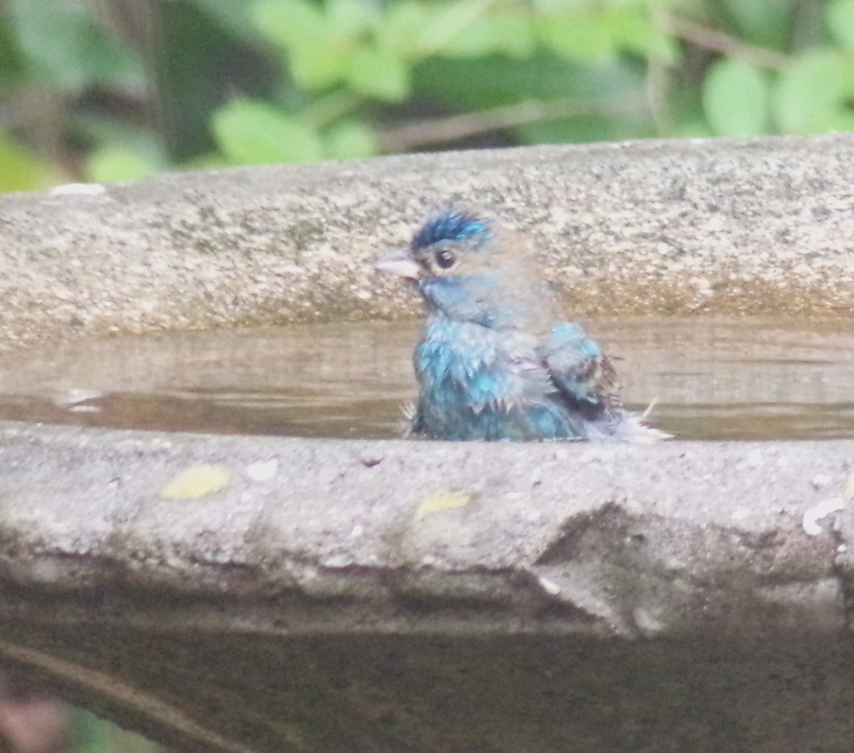 Indigo Bunting - ML633989465