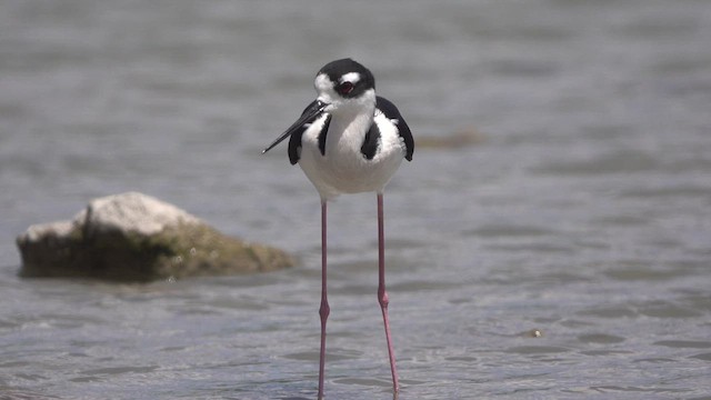 Black-necked Stilt - ML633989627