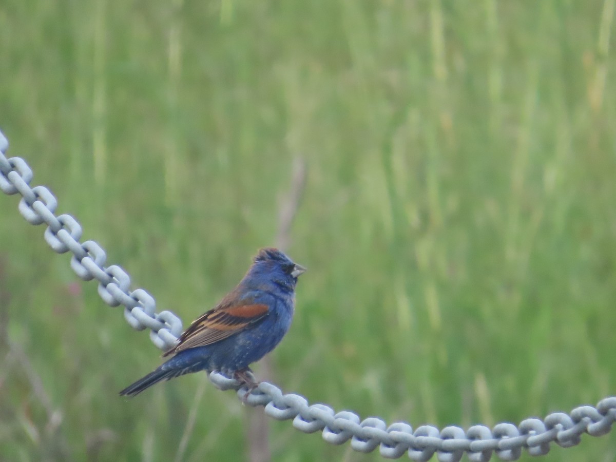 Blue Grosbeak - ML633989709