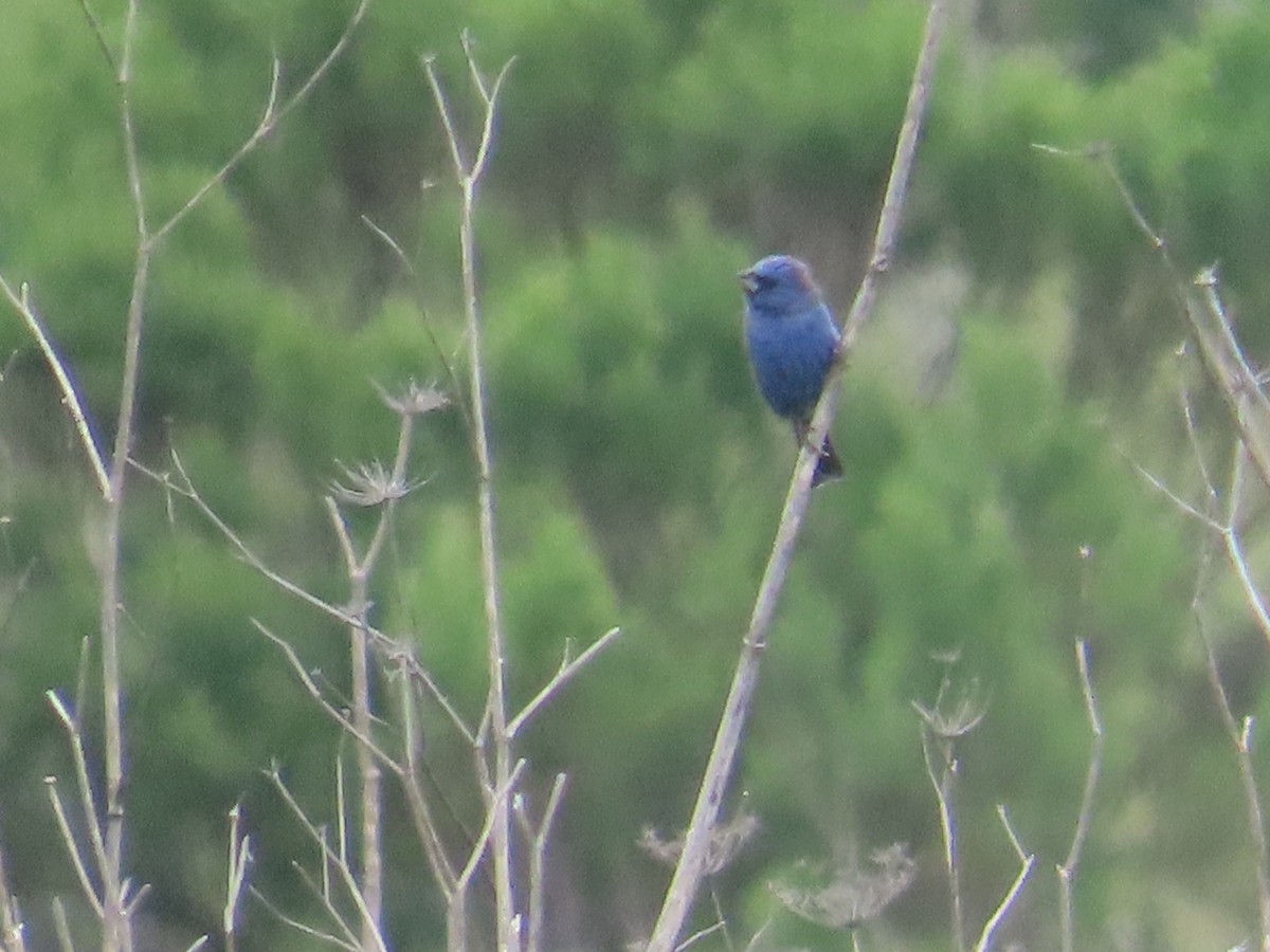 Blue Grosbeak - ML633989722