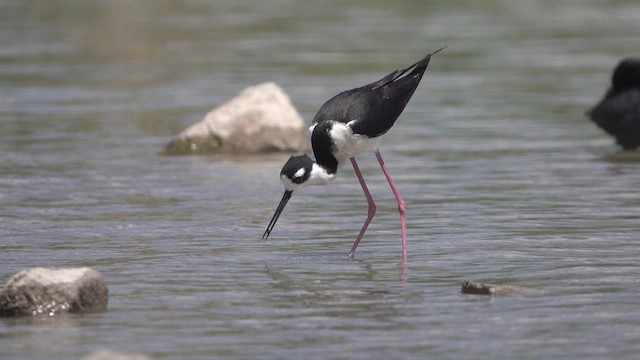 Black-necked Stilt - ML633989767