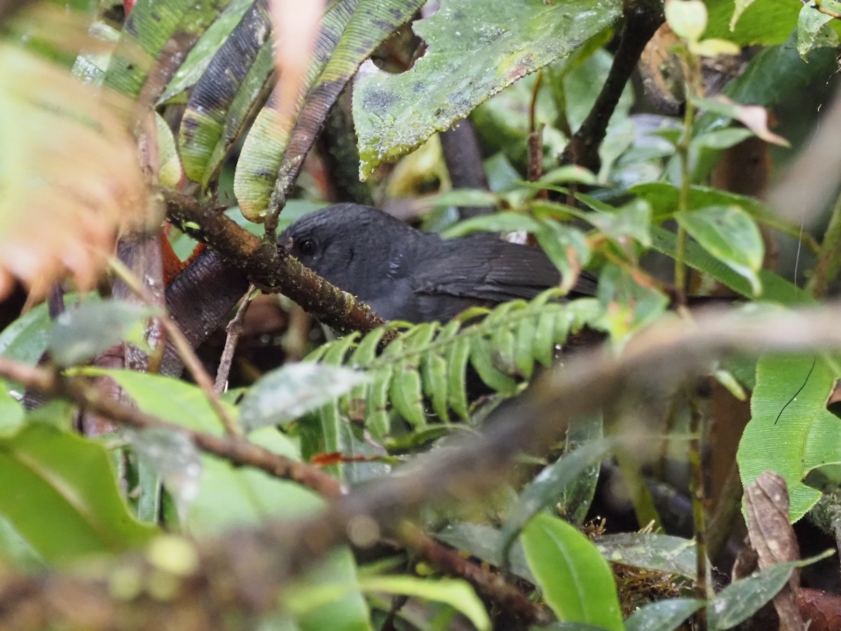 Nariño Tapaculo - ML633989970