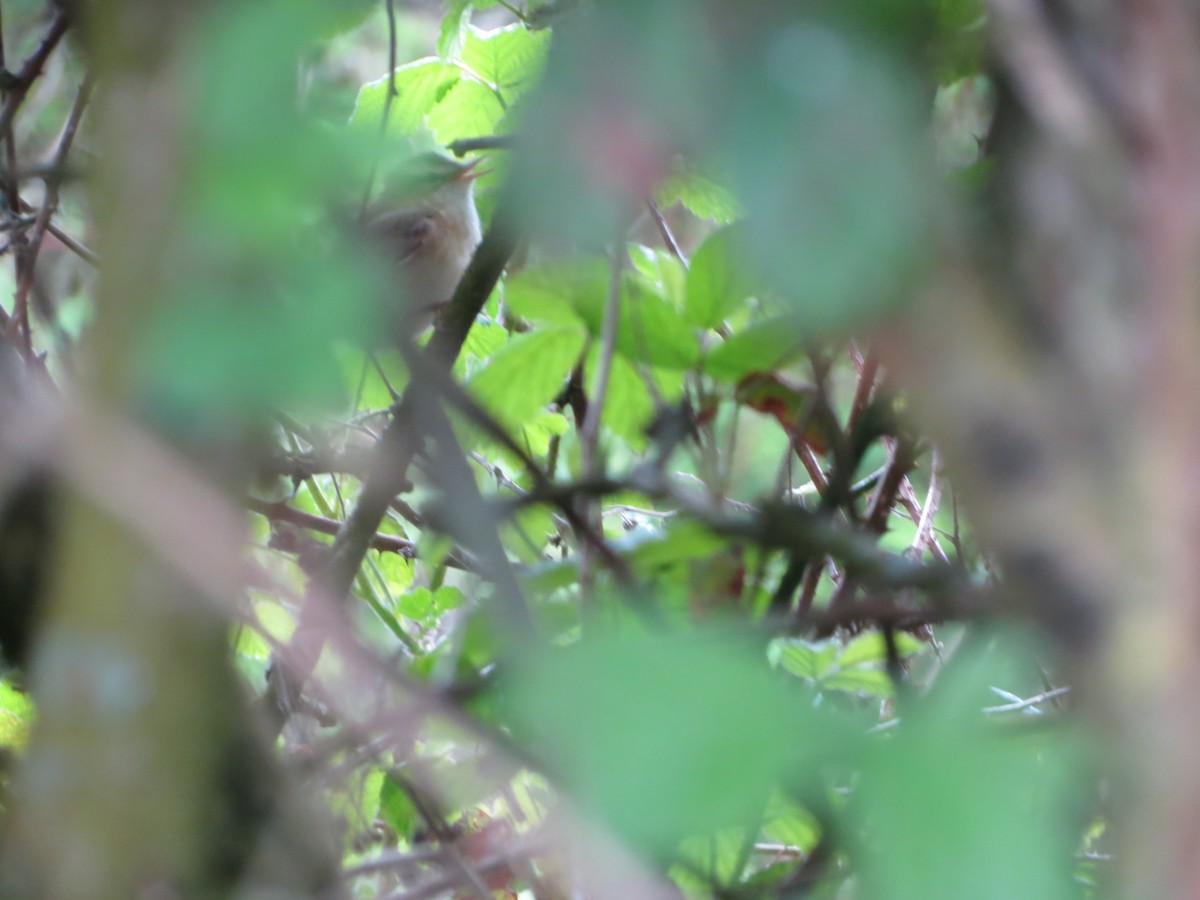 Sedge Warbler - ML633989993