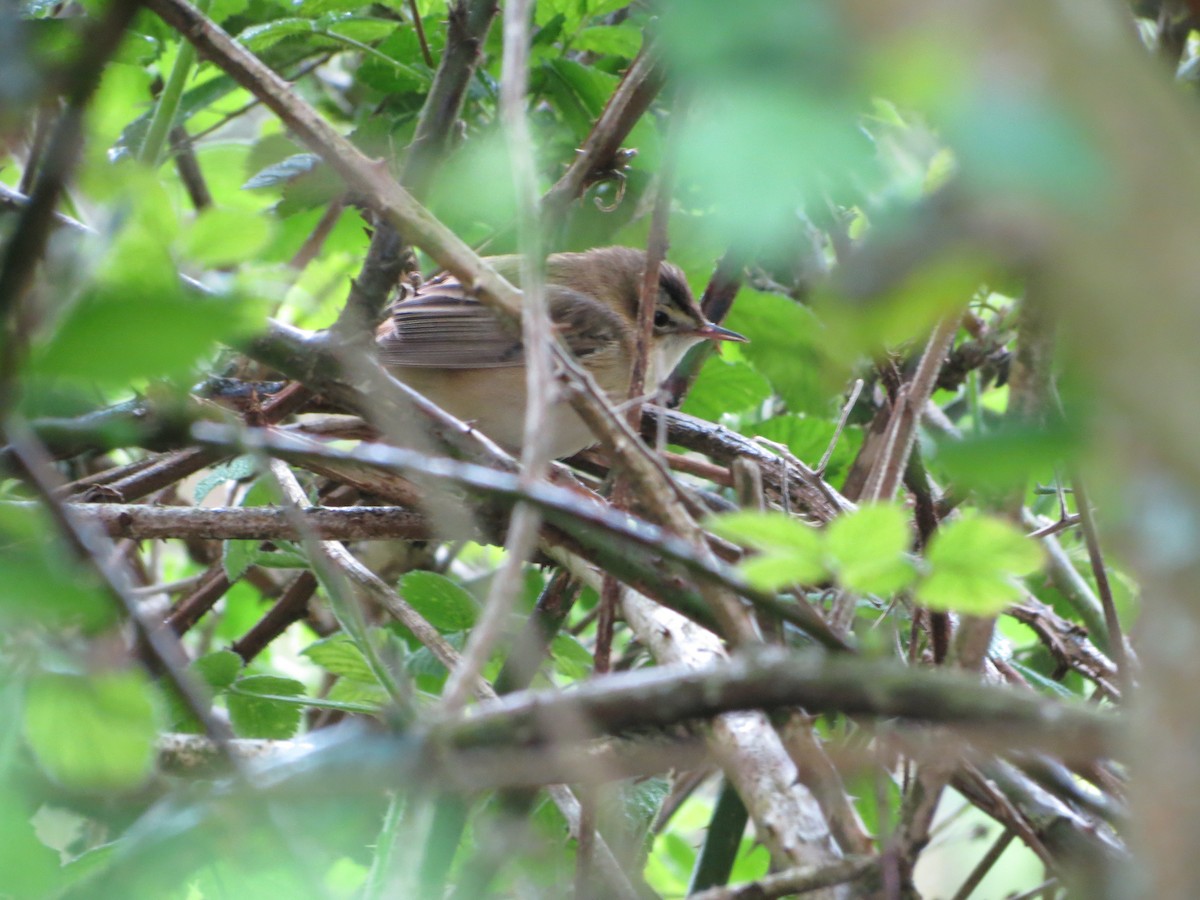 Sedge Warbler - ML633989994