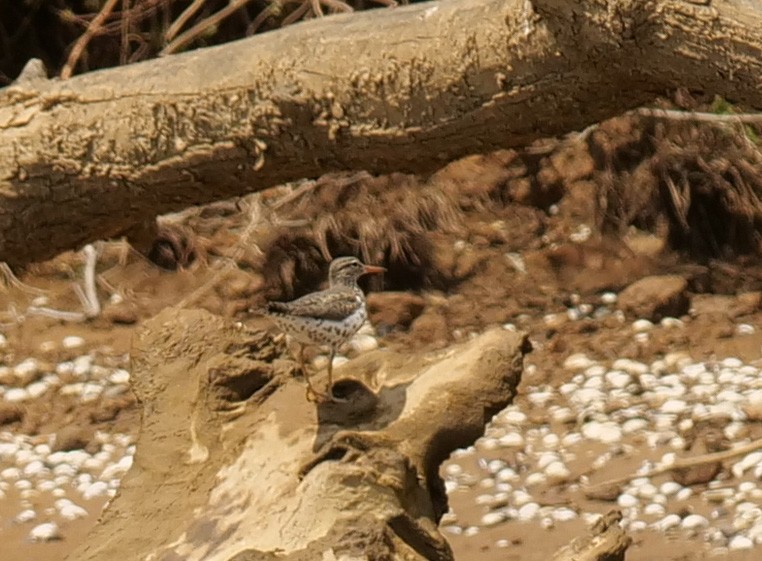 Spotted Sandpiper - ML633990046