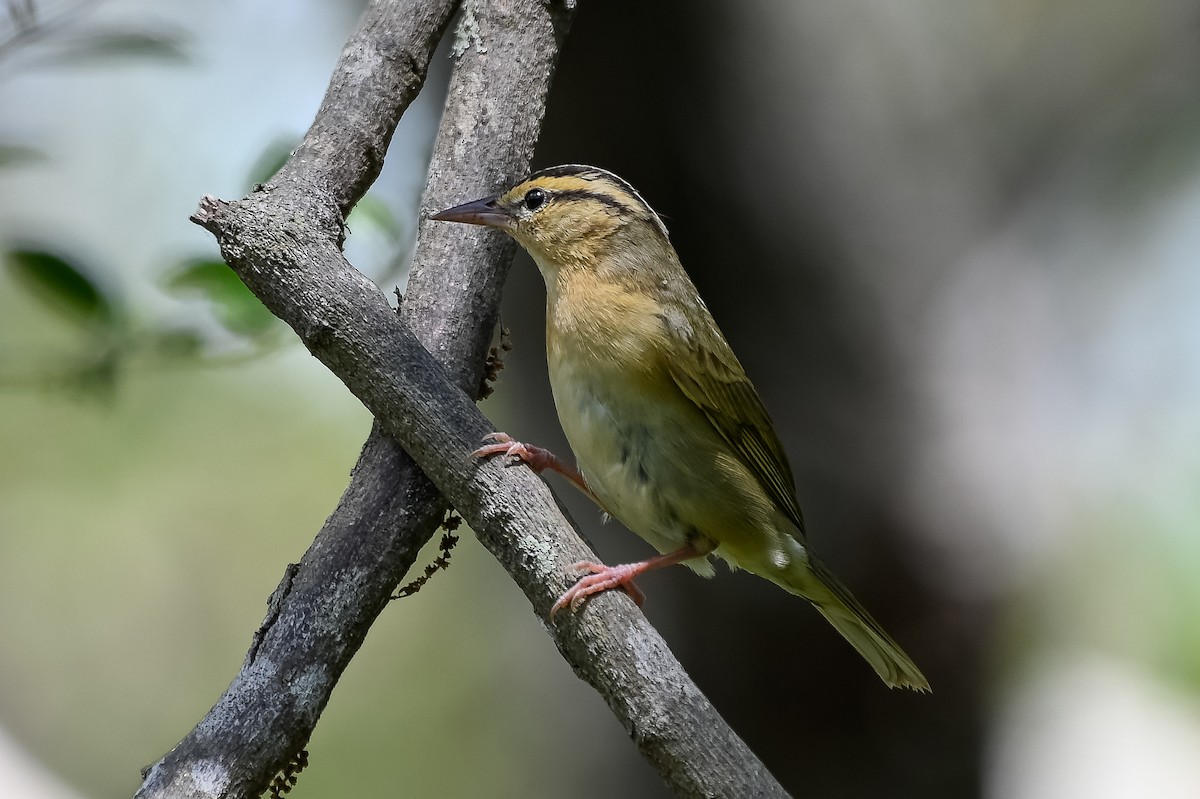 Worm-eating Warbler - ML633990088