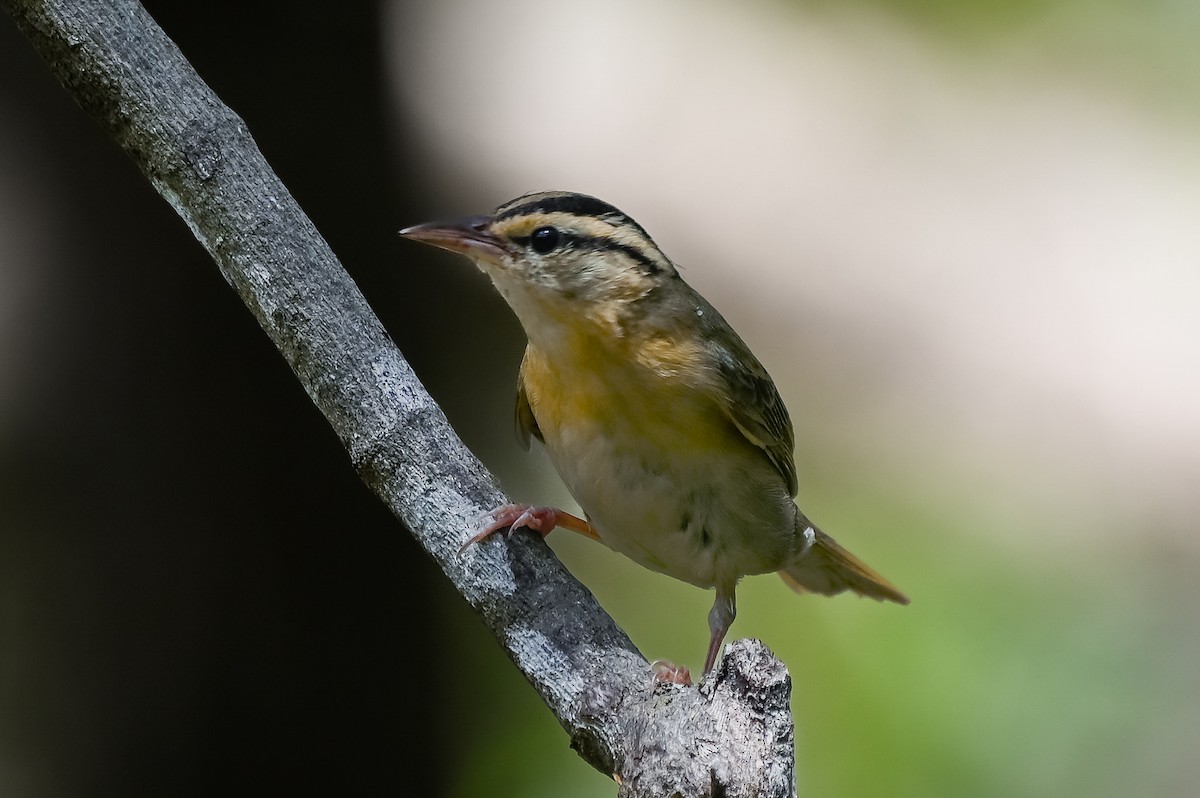 Worm-eating Warbler - ML633990089
