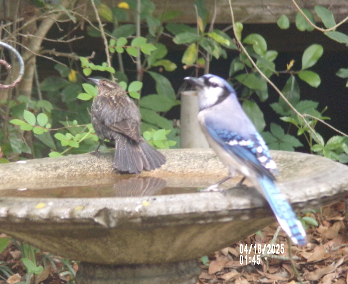 Red-winged Blackbird - ML633990264
