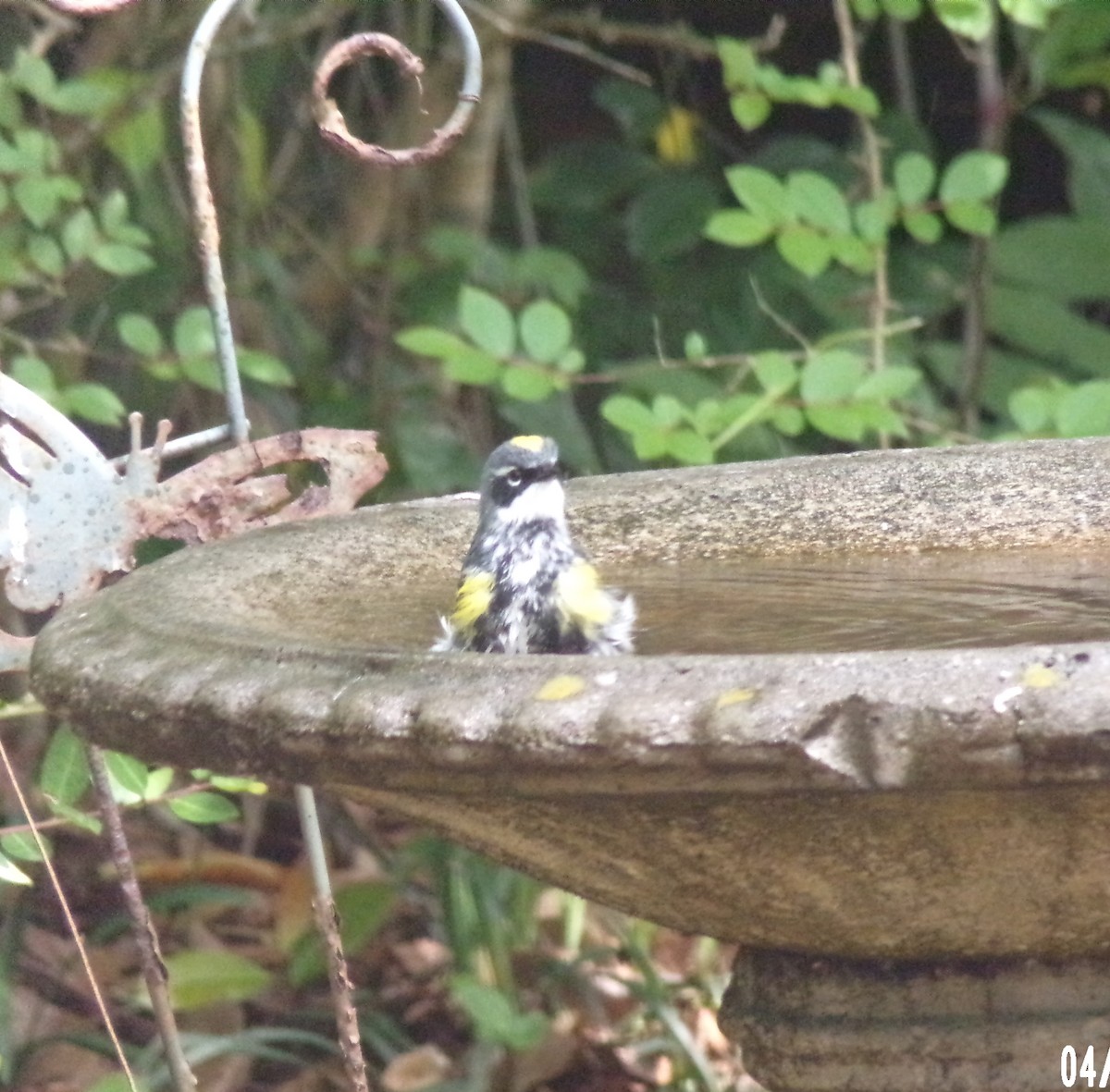 Yellow-rumped Warbler - ML633990329