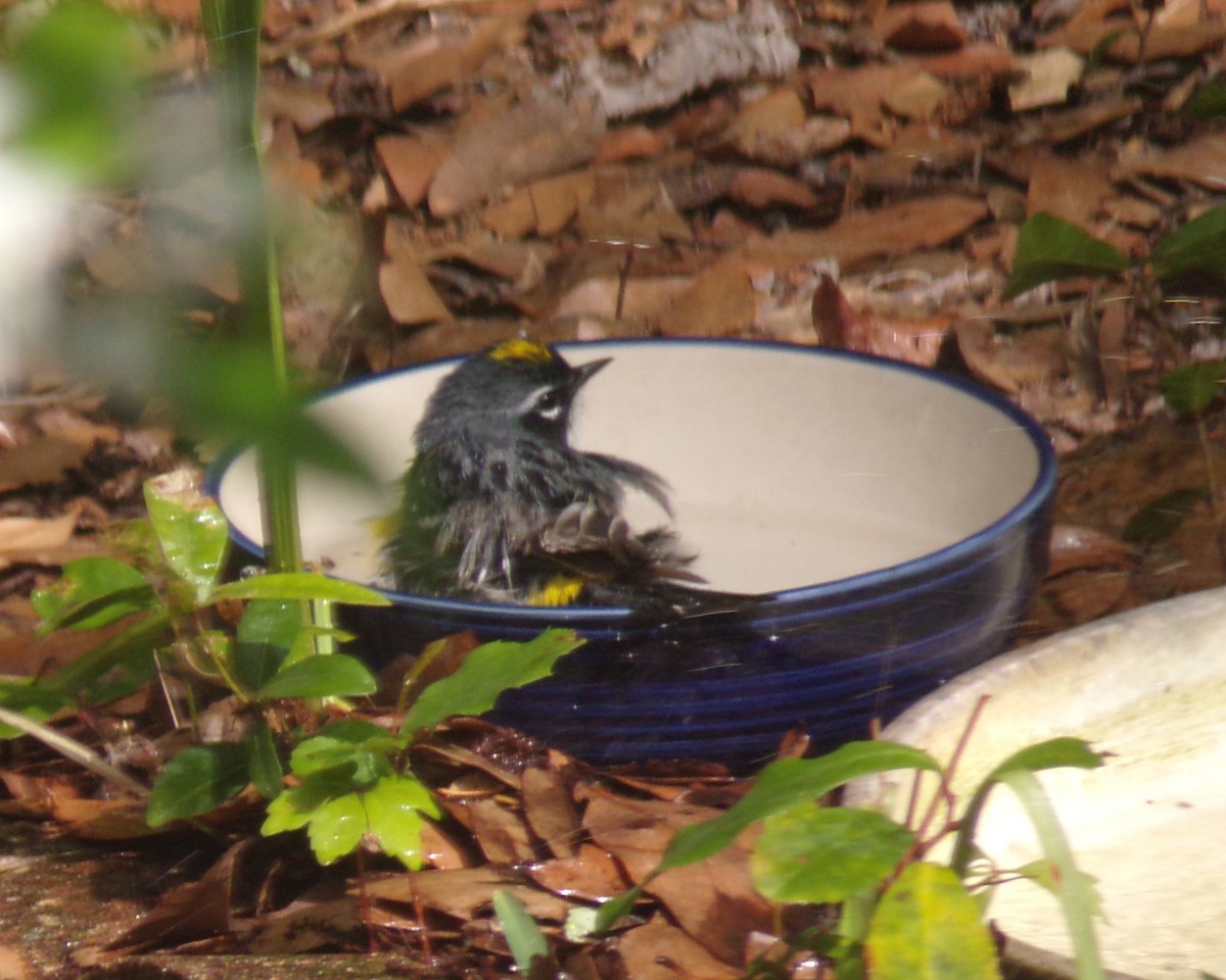 Yellow-rumped Warbler - ML633990362