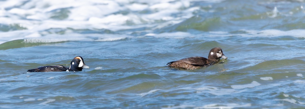 Harlequin Duck - ML633990512