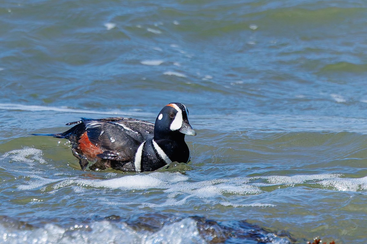 Harlequin Duck - ML633990513
