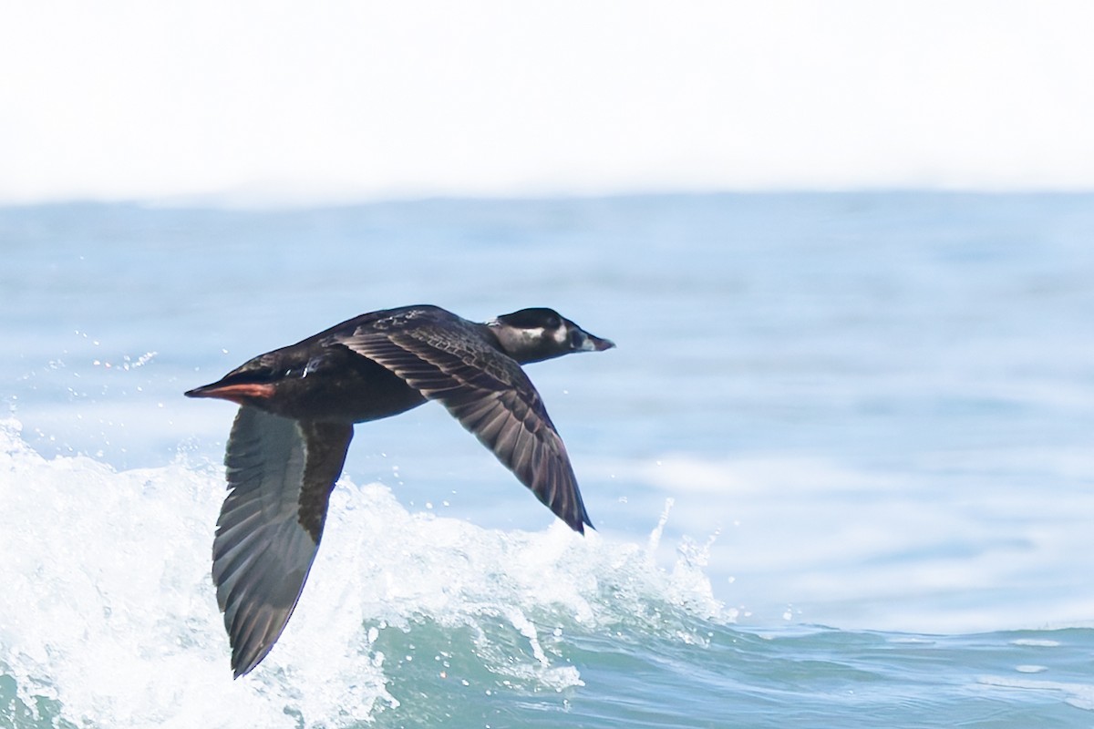 Surf Scoter - ML633990529