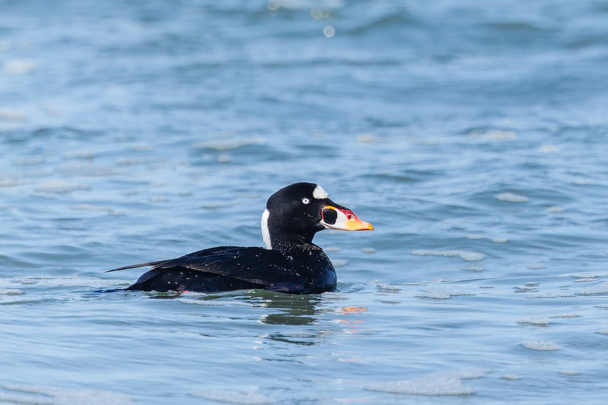 Surf Scoter - ML633990530