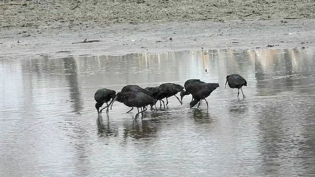White-faced Ibis - ML633990577