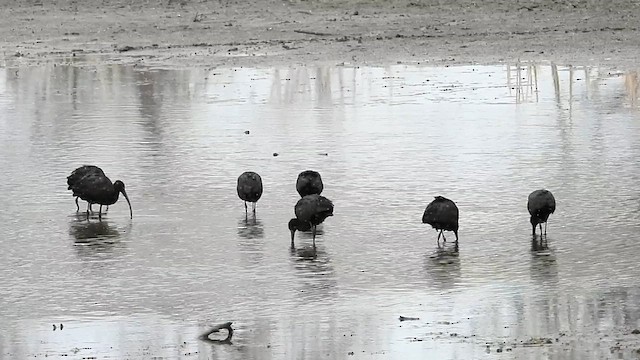 White-faced Ibis - ML633990578