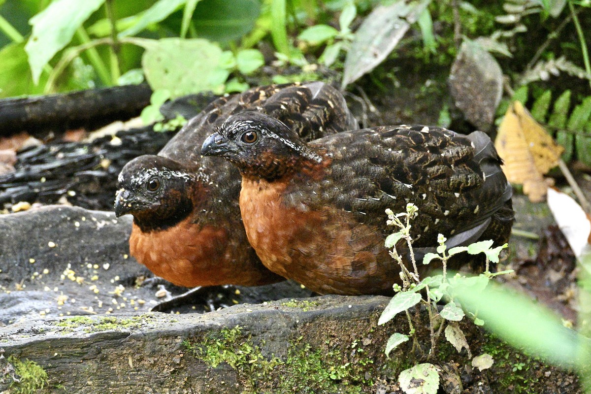 Rufous-breasted Wood-Quail - ML633990697