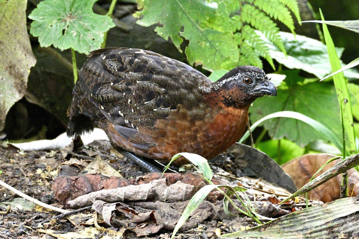 Rufous-breasted Wood-Quail - ML633990698