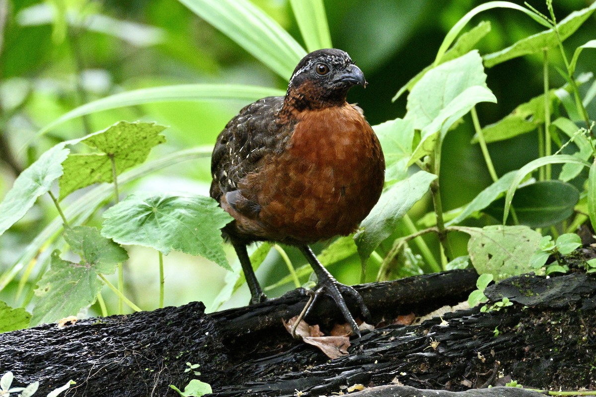 Rufous-breasted Wood-Quail - ML633990699