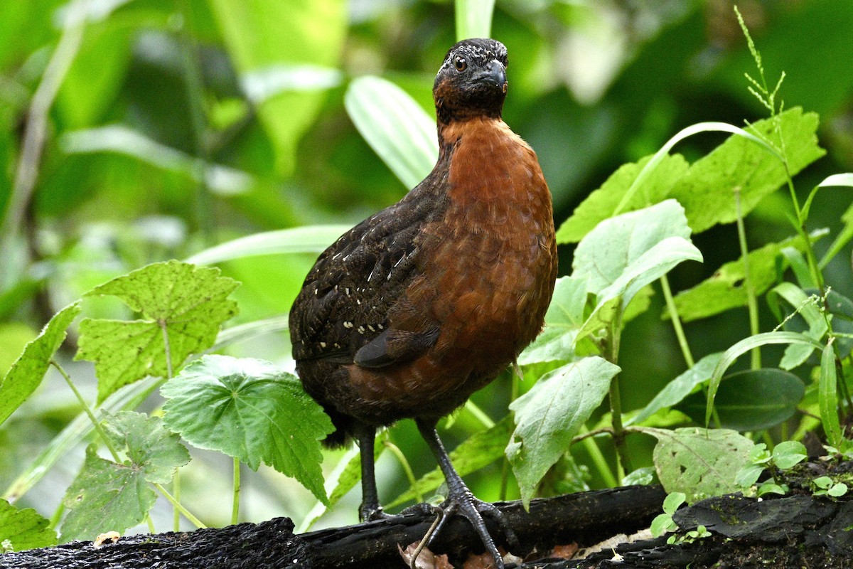 Rufous-breasted Wood-Quail - ML633990700